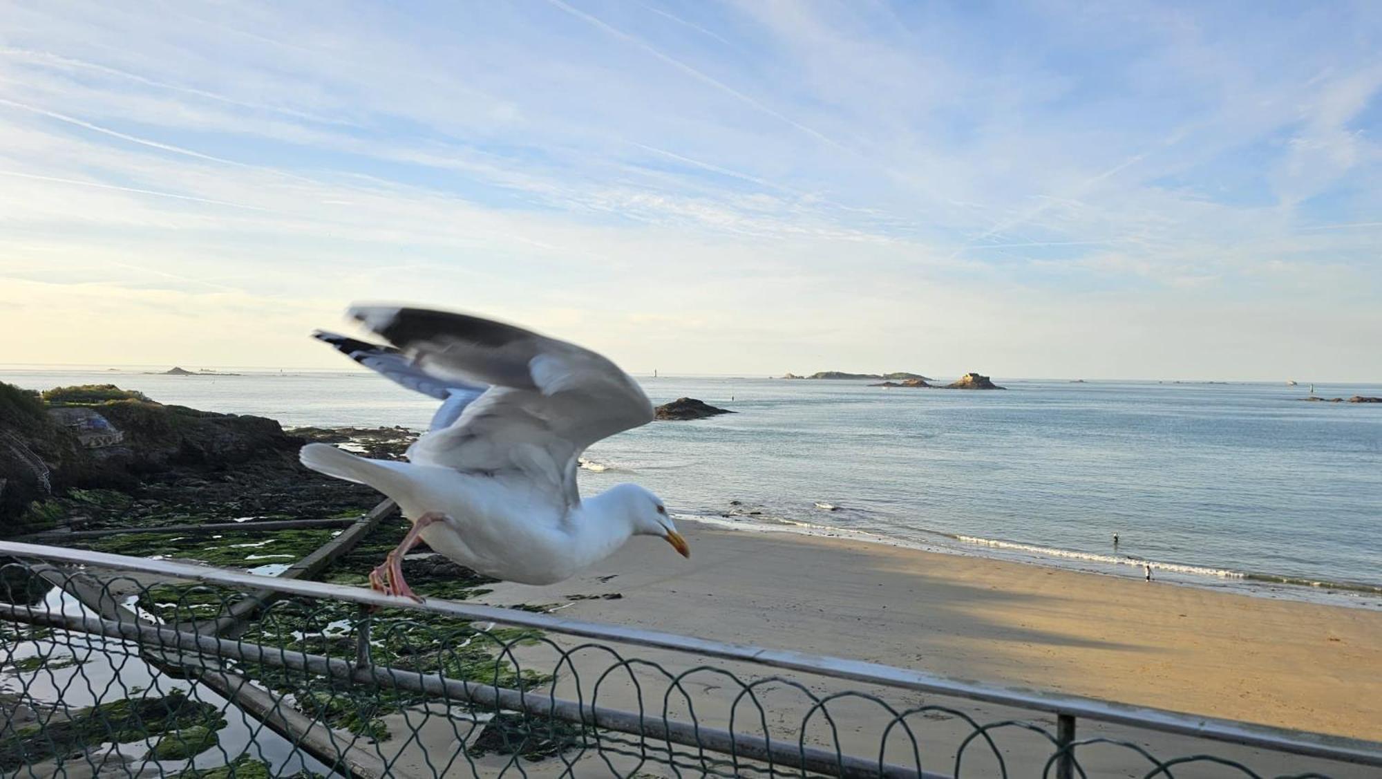 Vue Pleine Mer A La Perle Marine - La Terrasse ディナール エクステリア 写真